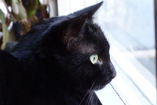 秦韵链上萌猫，陕西区块链猫的文化新表达