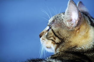 当喵星人遇上区块链，走近欧逸oyi区块链猫猫