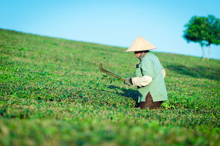 从茶园到茶杯，欧逸oyi用区块链技术重塑茶产业信任体系